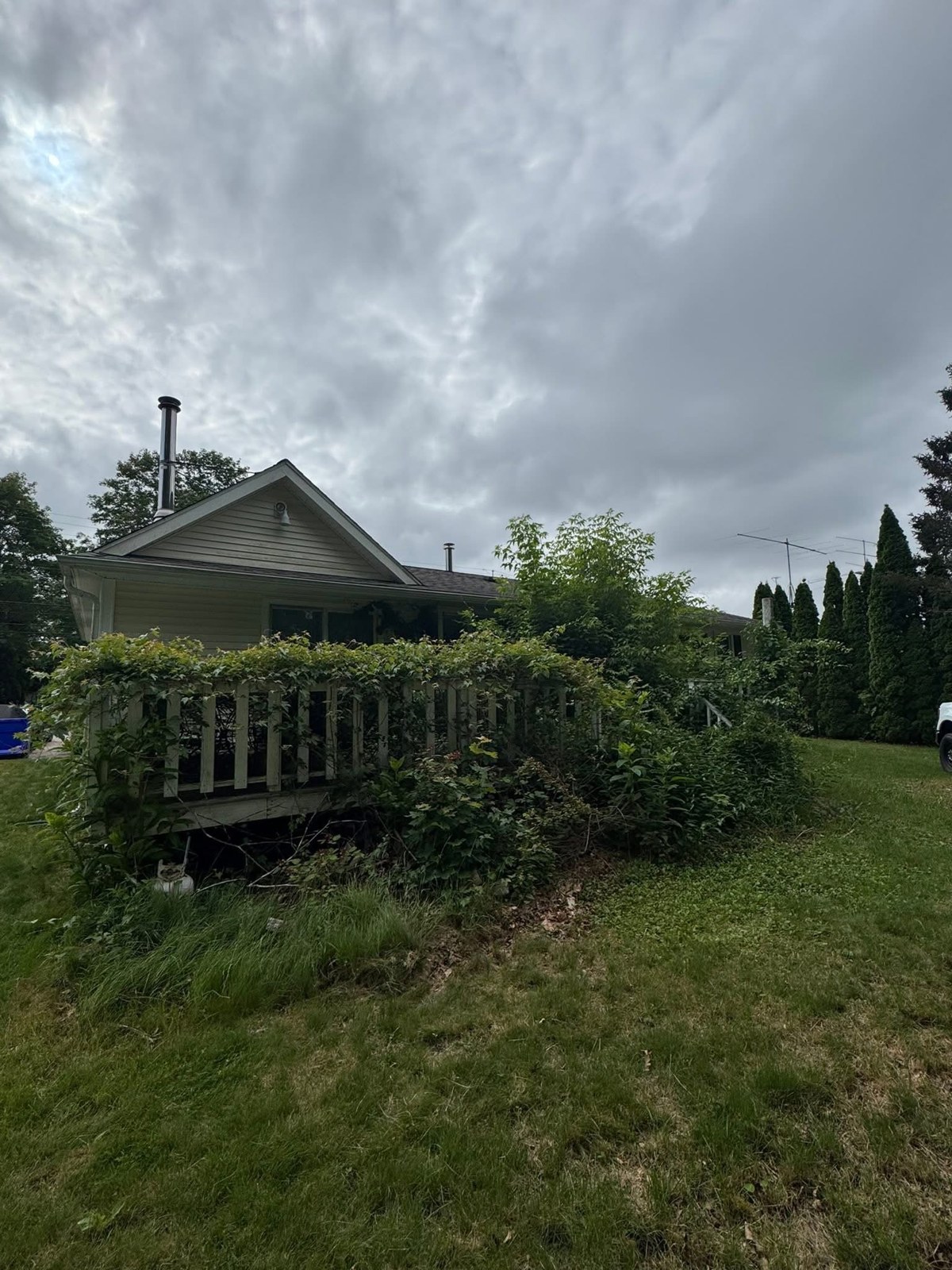 Overgrown shrubs around a deck before clearing