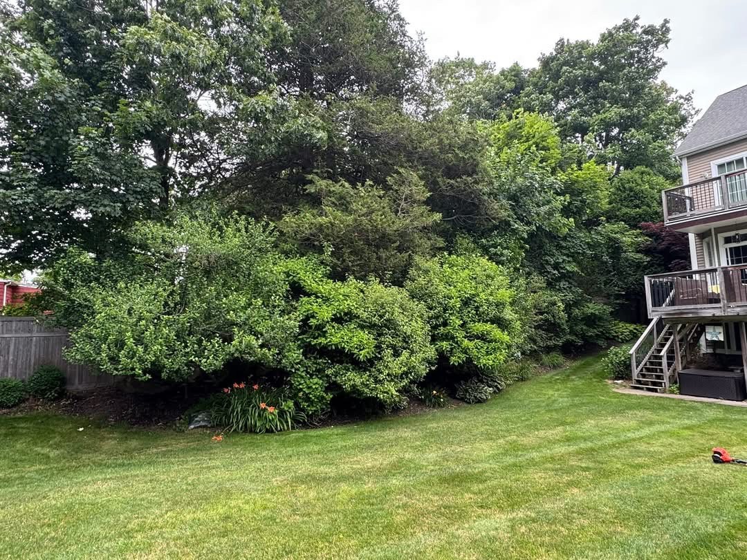 Overgrown backyard garden before clearing